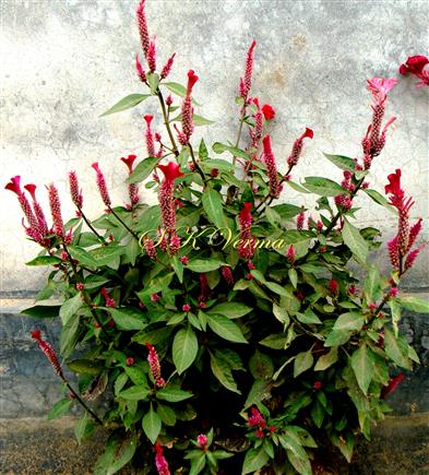  Plant